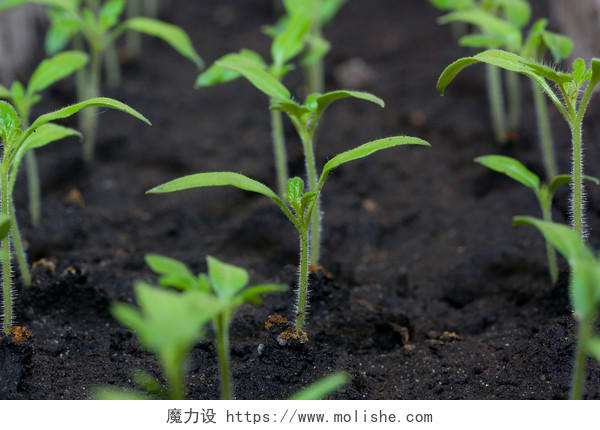 刚长出的西红柿芽苗春天种子发芽成长土壤幼苗小芽嫩芽幼芽